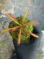 Y954 4-1 D. capensis broad leaf Y's