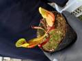 Y929 4-1 S. purpurea ssp. purpurea `Schweiz' CK