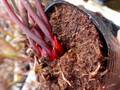 R235 S. minor var. okefenokeensis Red Eyes, seedgrown, CK