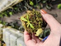 J172 1-3 N. undulatifolia x xharryana Tambuyukon #NNN