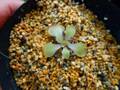 P445 1-2 P. moranensis `Alba' x emarginata David
