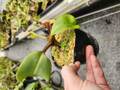 Y131 5-3 N. veitchii x clipeata 