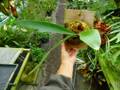 P112 3-2 Platycerium ラベル落ち