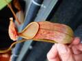 Y483 5-1 N. xmerrilliata `koshikawa' 一正園