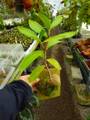 Y277 3-2 Hydnophytum formicarum CK