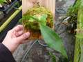 Y794 3-2 Platycerium ラベル落ち
