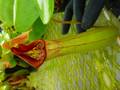 Y357 5-2 #BBB N. truncata