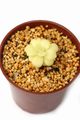 Pinguicula agnata x cyclosecta Y's / ピンギキュラ アグナタ x シクロセクタ
