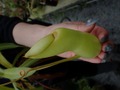 Y786 5-2 N. ventricosa Cedric