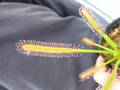 Y886 4-1 D. capensis 