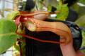 Y045 4-2 #BBB N. ventricosa x (clipeata x ventricosa) EP