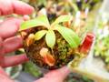 1-3 N. ventricosa quezon x xharryana Tambuyukon #NNN
