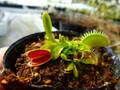 P359 4-1 Dionaea muscipula South-West Giant Y's Lab