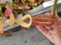 Y932  5-3 N. (truncata x peltata Y's ) x edwardsiana #NNN 