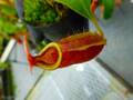 Y842 5-1 N. rafflesiana nivea, Mardi x lowii #NNN
