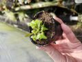 G174 1-1 [YA-30]Cephalotus follicularis Giant Y's Lab 