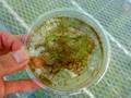 R313 2-2 Utricularia intermedia (広島県央産)