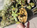 R588 1-3 N. ventricosa seedling select 山本