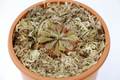 Drosera aliciae GS / 2.5号鉢 / ドロセラ アリシアエ