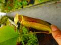 Y499 5-3 N. truncata x thorelii (G)