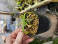 E226 1-2 N. aristolochioides x ventricosa [BCP ID# N353] BCP 