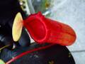 R184 5-3 #BBB N. (ventricosa x sibuyanensis)squat x (ventricosa x sibuyanensis) EP