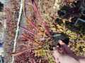 P457 S. rubra ssp. rubra (long lidded form) MK RR4 CK
