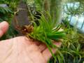 G639 3-1 Tillandsia ラベル落ち