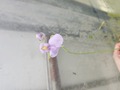 R452 1-4 U. nelumbifolia x raniformis CK