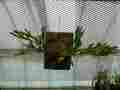 P965 3-3 Platycerium ridleyi VV