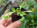 Y775 3-2 Dionaea muscipula B52 Y's Lab