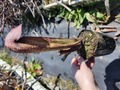 G881 S. minor var. okefenokeensis (okefenokee Florida) David 