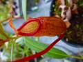 R312 5-3 #BBB N. ventricosa red (e) x peltata Red phantom Y's
