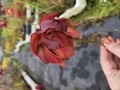 R179 S. leucophylla f. rose select clone Y's 