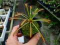 G137 3-1 D. capensis `Crested' Nature