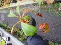 Y972 5-2 N. truncata x sibuyanensis Y's