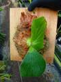 G724 3-1 Platycerium elephantotis THW
