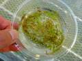 R142 2-2 Utricularia intermedia (広島県央産)