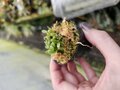 P861 1-1 Cephalotus follicularis {BCP very dark in winter clone}[BCP ID# 04/01] 