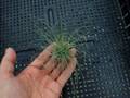 P377 3-1 #BBB T. fuchsii var. gracilis TI