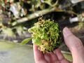 G266 1-1 [YA-30]Cephalotus follicularis Giant Y's Lab 