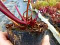 R403 S. minor x leucophylla TF
