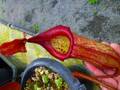G937 5-3 N. truncata x peltata `Red Phantom' Y's