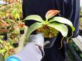 Y946 5-3 N. rajah x northiana-red #NNN