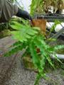 P415 3-2 Dynaria Quercifolia VV
