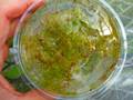 R645 2-2 Utricularia intermedia (広島県央産)