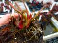 R438 S. flava var. rubricorpora (giant red, MK F21)CK