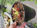 G009 4-2 Dionaea muscipula Kayan CK