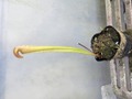 G104 2ura S. minor (seedling) Y's 