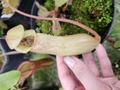 G031 1-4 N. (ventricosa x sibuyanensis) x truncata -lage,red EP